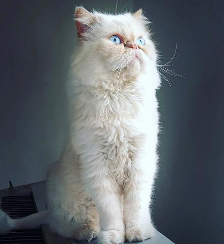 Ali Marashi - Marshal (علی مرعشی، مارشال)